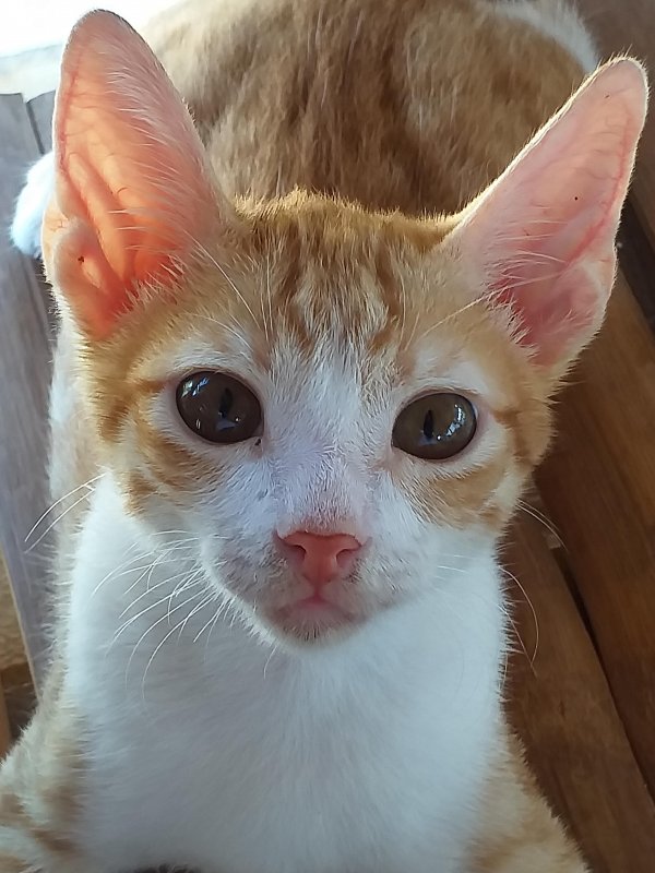 animallover uploaded   5 year/s ago