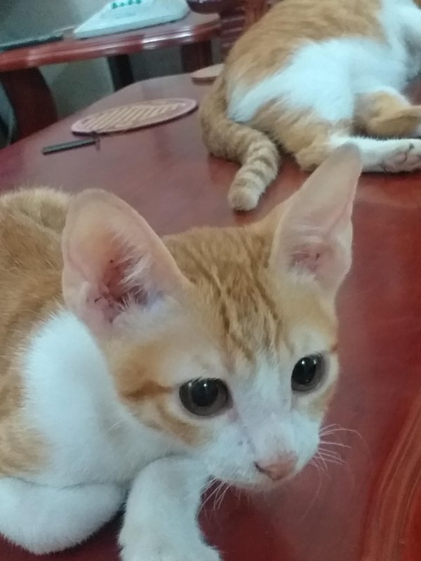 animallover uploaded   5 year/s ago