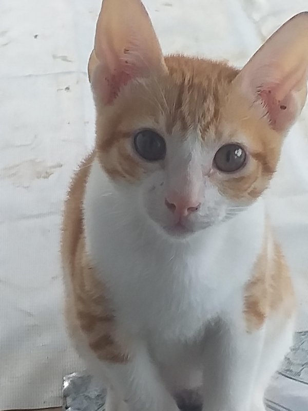 animallover uploaded   5 year/s ago