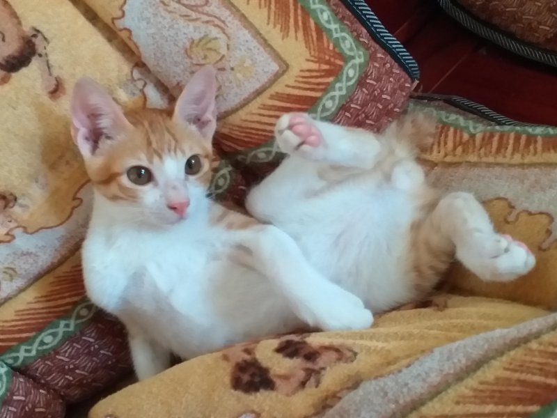 animallover uploaded   5 year/s ago