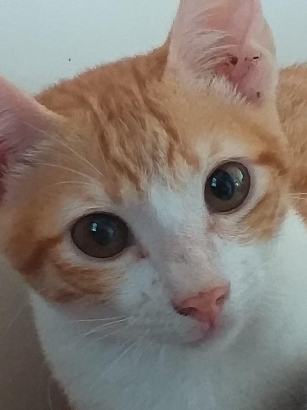 animallover uploaded   5 year/s ago