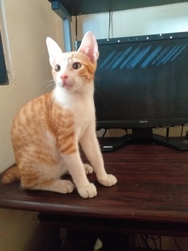 animallover uploaded   5 year/s ago