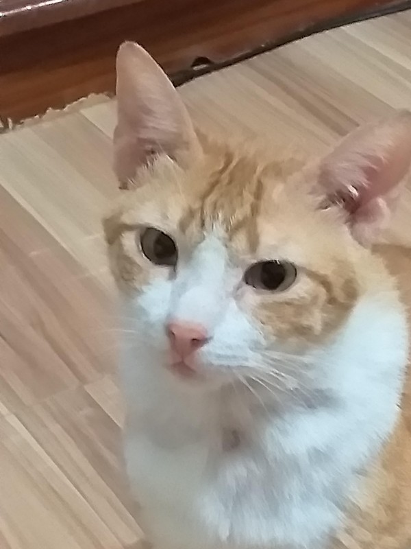 animallover uploaded   4 year/s ago