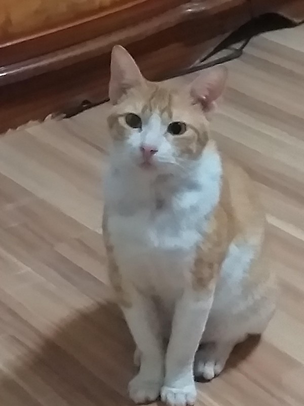 animallover uploaded   4 year/s ago