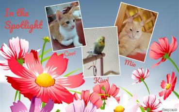 Covi of the animallover family