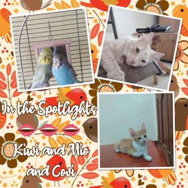 Covi of the animallover family