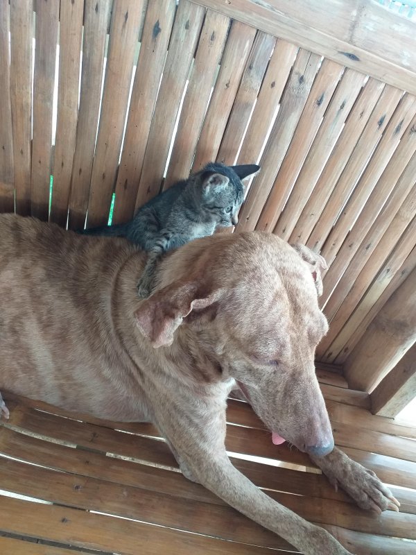 animallover uploaded   5 year/s ago