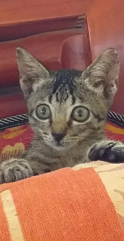 animallover uploaded   5 year/s ago