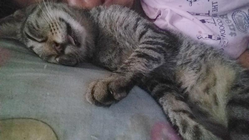 animallover uploaded   3 year/s ago