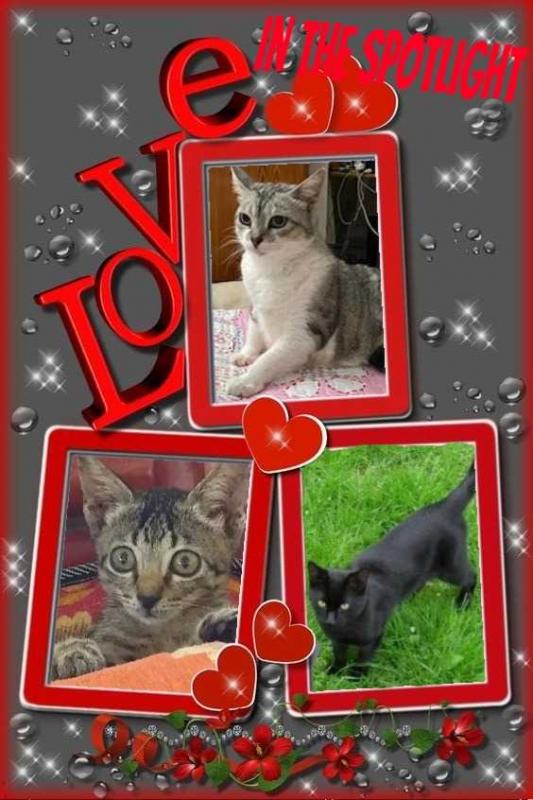 Katie of the animallover family