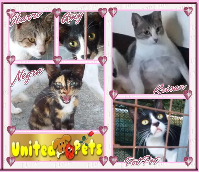 Ibarro of the animallover family