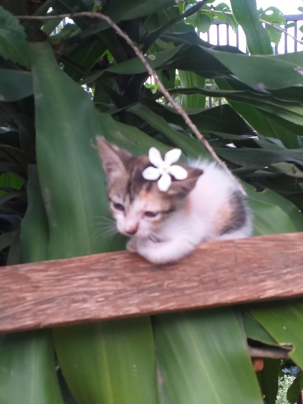 animallover uploaded   4 year/s ago