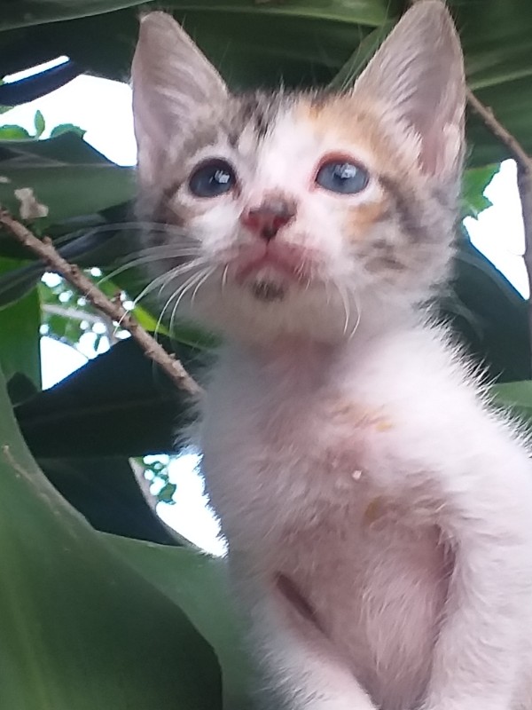 animallover uploaded   4 year/s ago