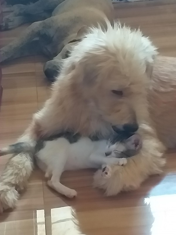 animallover uploaded   4 year/s ago