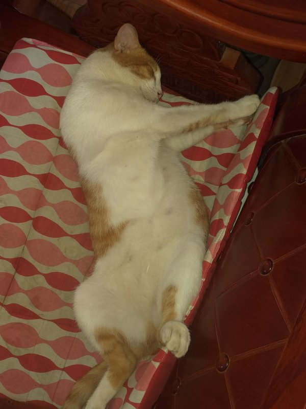 Mud of the animallover family