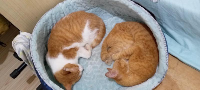 Mud of the animallover family