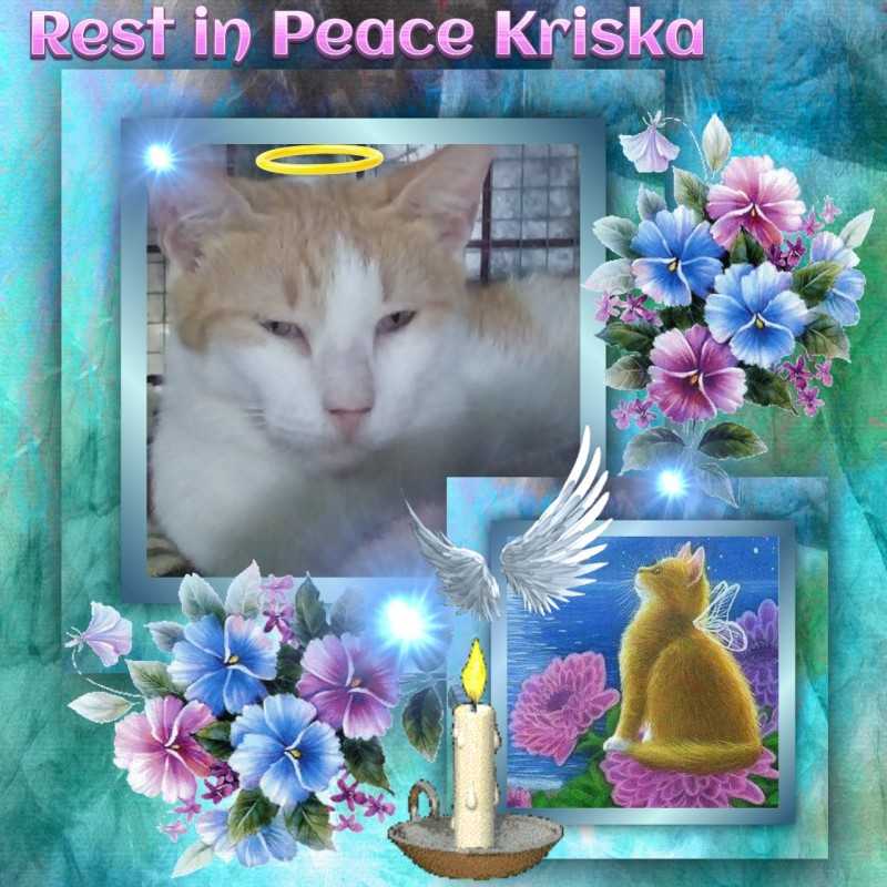 Kriska of the animallover family