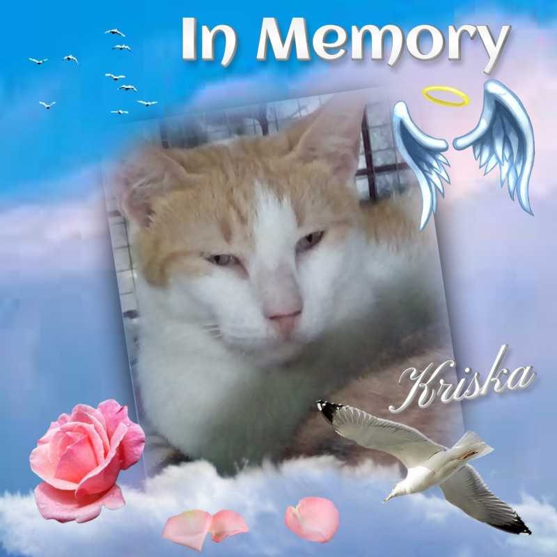 Kriska of the animallover family