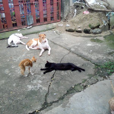 Blackie of the animallover family