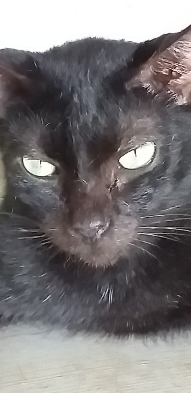 Blackie of the animallover family