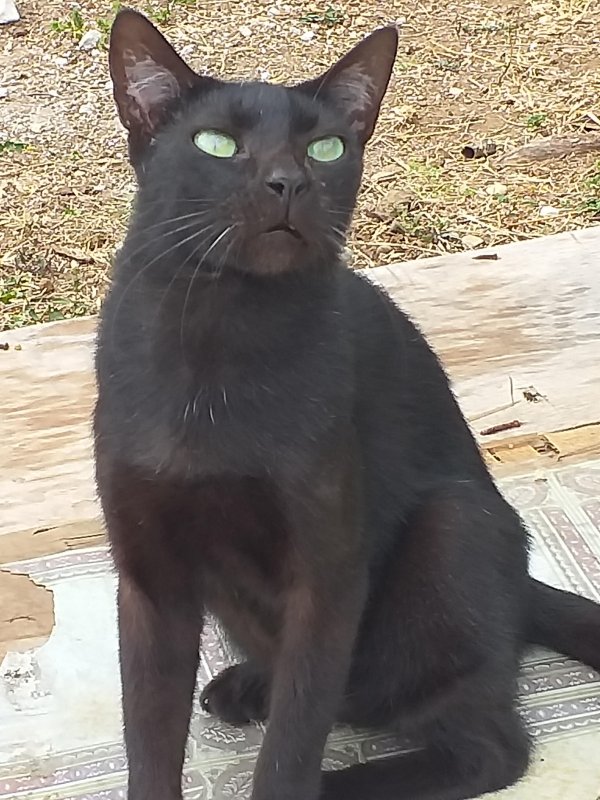 Blackie of the animallover family