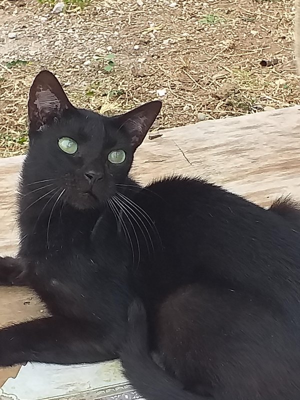 Blackie of the animallover family