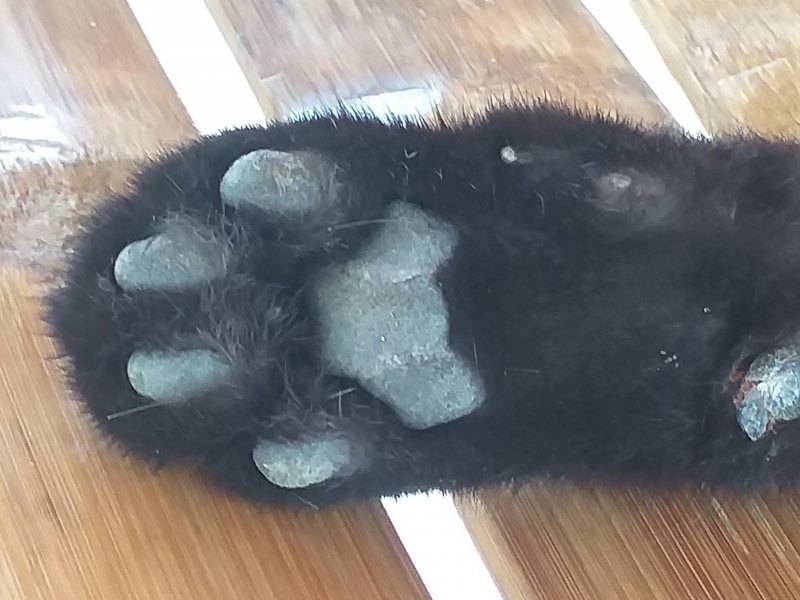 Blackie of the animallover family