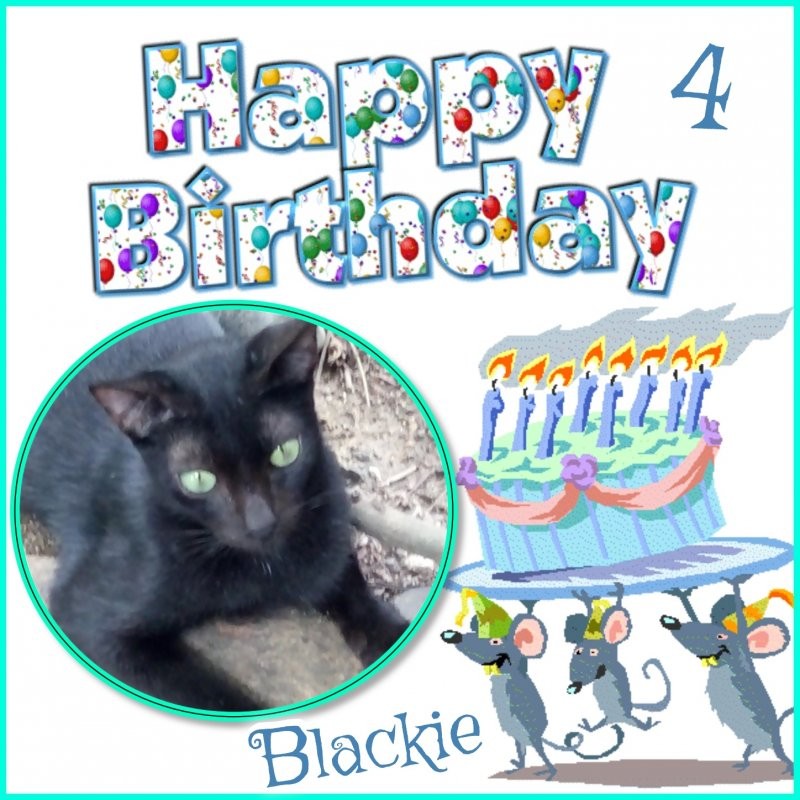 Blackie of the animallover family