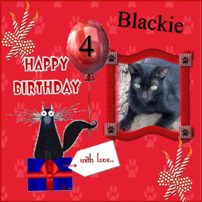 Blackie of the animallover family