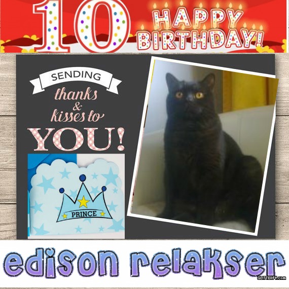 Blackie of the animallover family