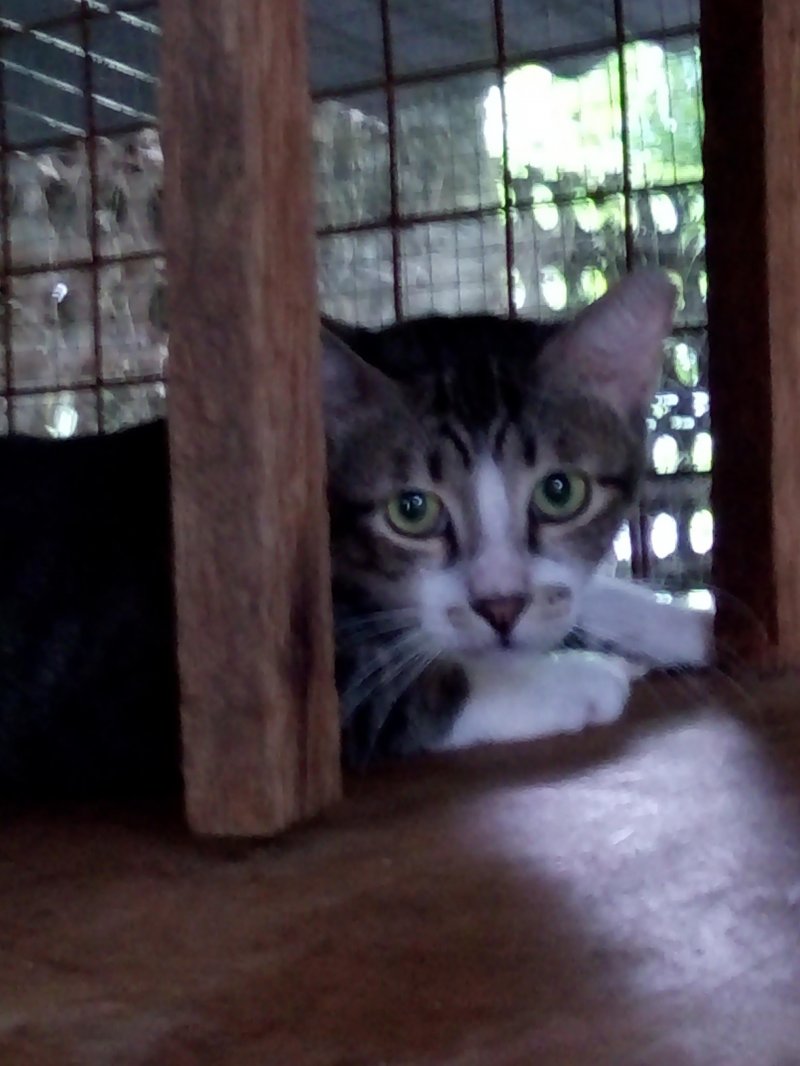 Tiger of the animallover family