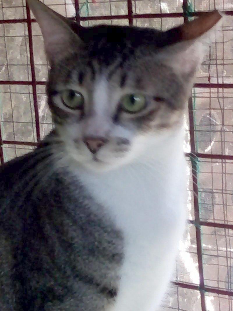 Tiger of the animallover family