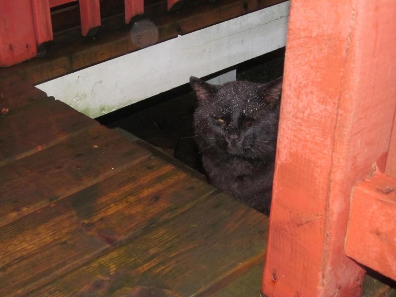 My Strays And Ferals of the bbct549 family