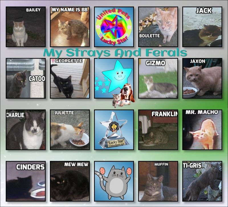 My Strays And Ferals of the bbct549 family