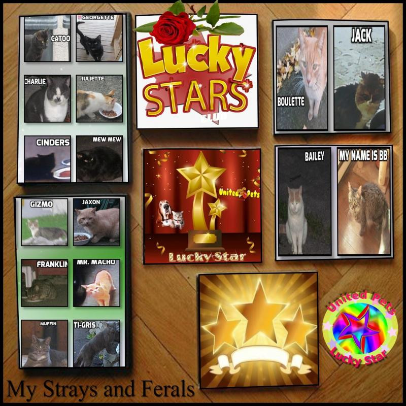 My Strays And Ferals of the bbct549 family