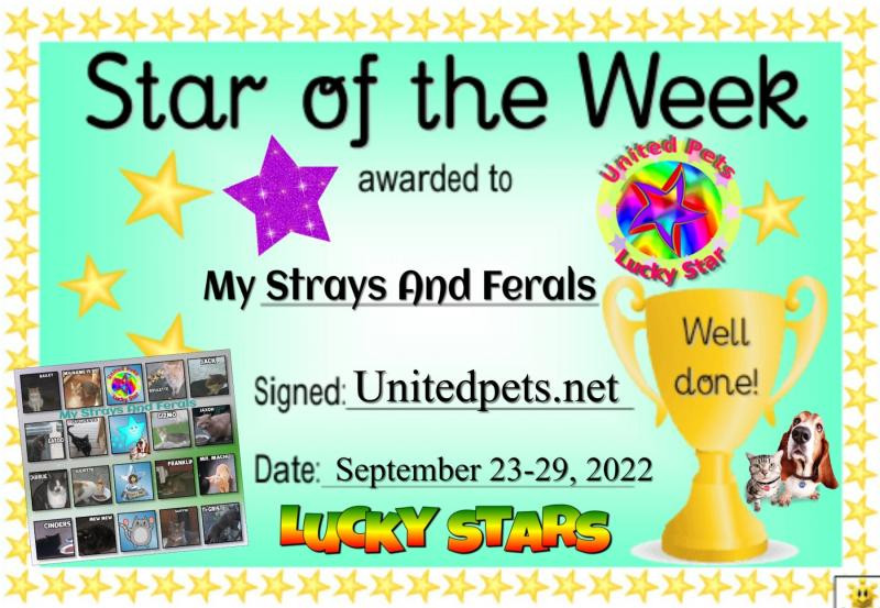 My Strays And Ferals of the bbct549 family