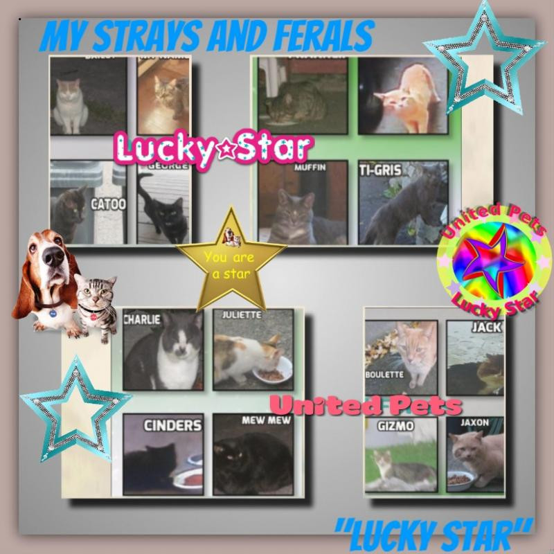 My Strays And Ferals of the bbct549 family