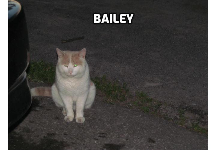 My Strays And Ferals of the bbct549 family