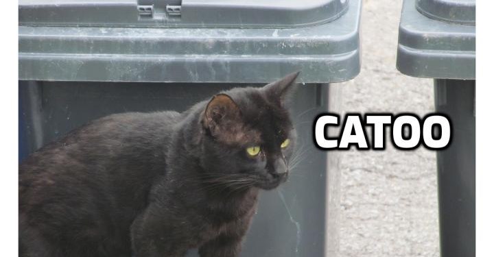 My Strays And Ferals of the bbct549 family