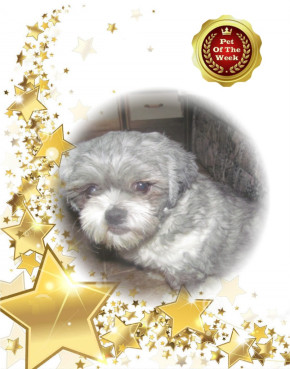 Gripette of the bbct549 family