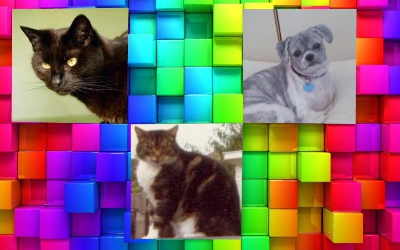 Gripette of the bbct549 family