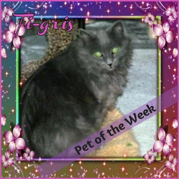 Ti-gris The Feral Cat of the bbct549 family