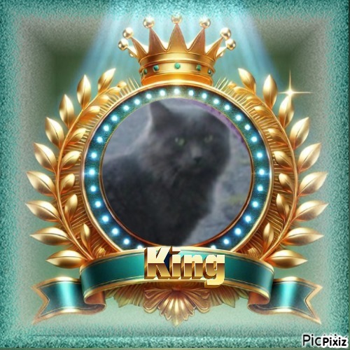 Ti-gris The Feral Cat of the bbct549 family