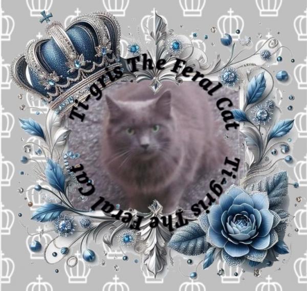 Ti-gris The Feral Cat of the bbct549 family