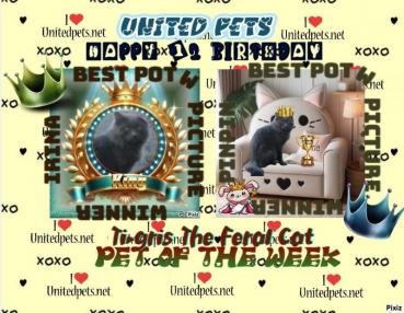 Ti-gris The Feral Cat of the bbct549 family