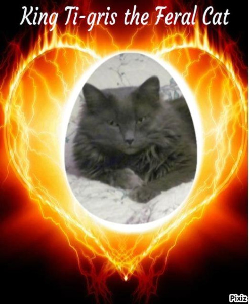 Ti-gris The Feral Cat of the bbct549 family