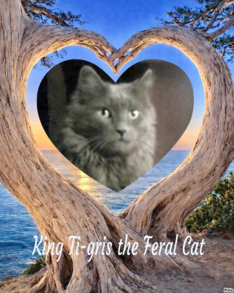 Ti-gris The Feral Cat of the bbct549 family