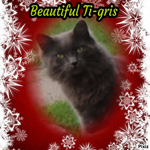 Ti-gris The Feral Cat of the bbct549 family