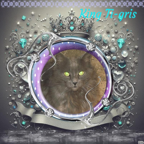 Ti-gris The Feral Cat of the bbct549 family