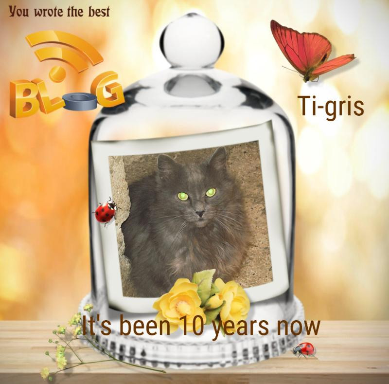 Ti-gris The Feral Cat of the bbct549 family